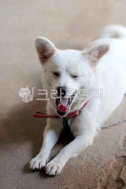 yawning dog,white dog,sitting dog,Pets,yard dog,dog stretching,animal,bowwow,Dog,dog,mammalia,pet