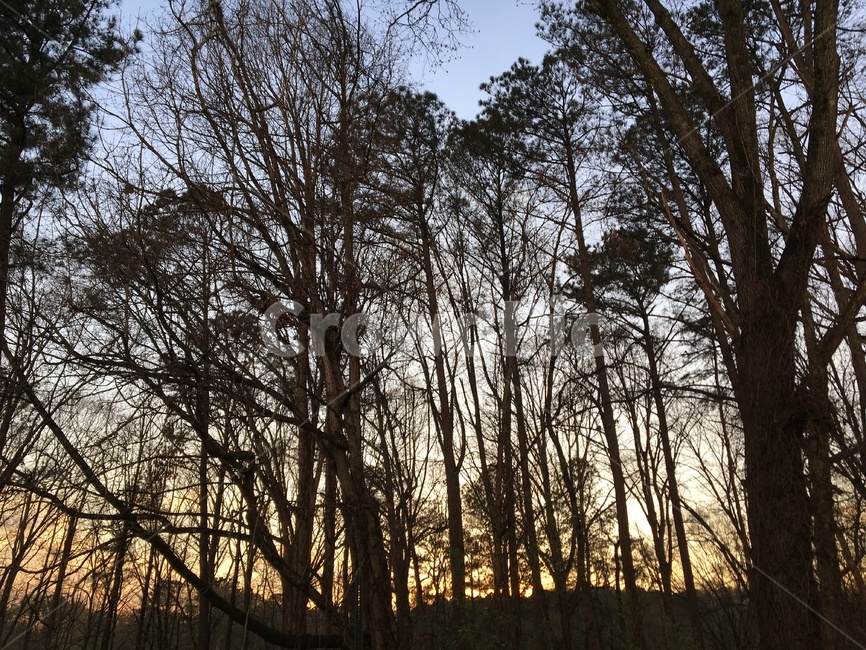 노을,하늘,나무,숲,sunset,sky,trees,forest