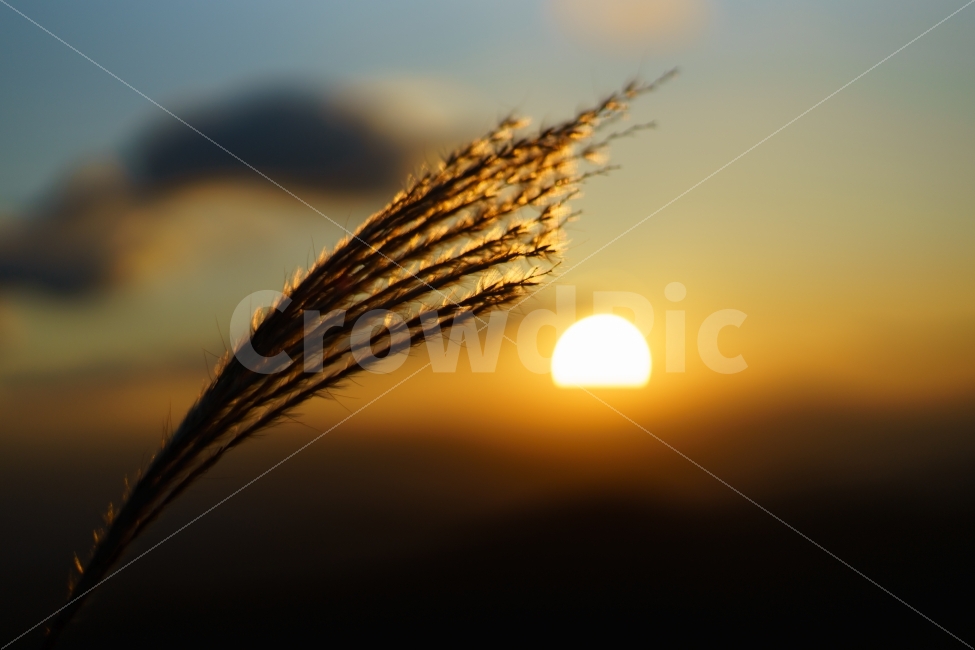 노을,일몰,억새,가을,황매산,가을,계절,fall,autumn,season,식물,자연,plants,nature,감성,sensible,feeling