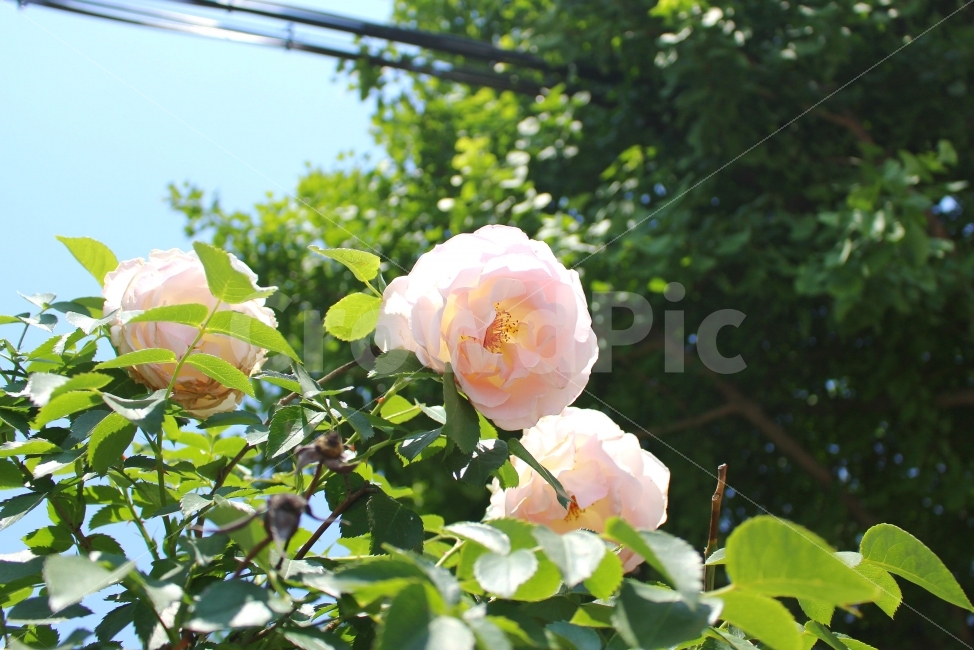장미,흰장미,색감,감성,감성사진,풍경,빛,햇빛,flower,rose,flowers,spring,white,color,식물,자연,plants,nature,꽃,flower