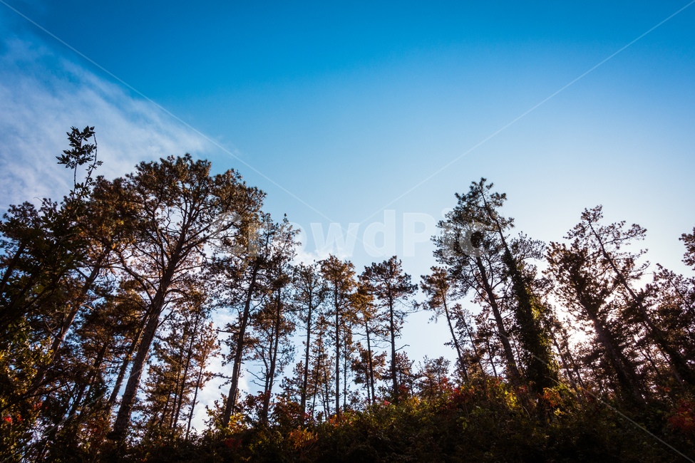 하늘,풍경,나무,자연,nature,sky,tree,snapshot,자연,풍경,nature,landscape,plant,식물,fir,전나무