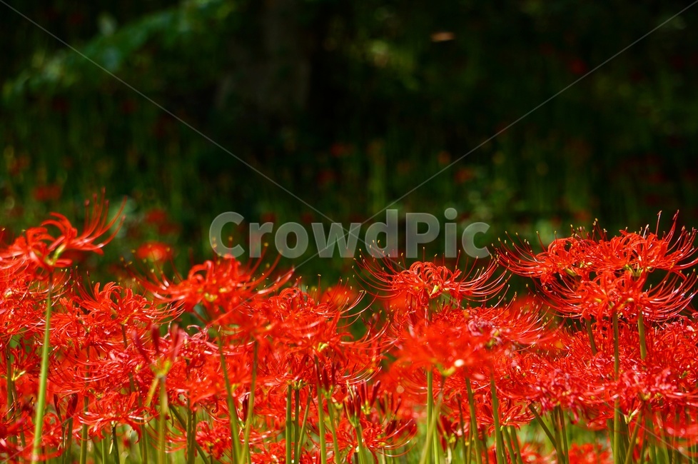 꽃무릇,꽃말,이룰수없는사랑,가을,함평,식물,자연,plants,nature,꽃,flower