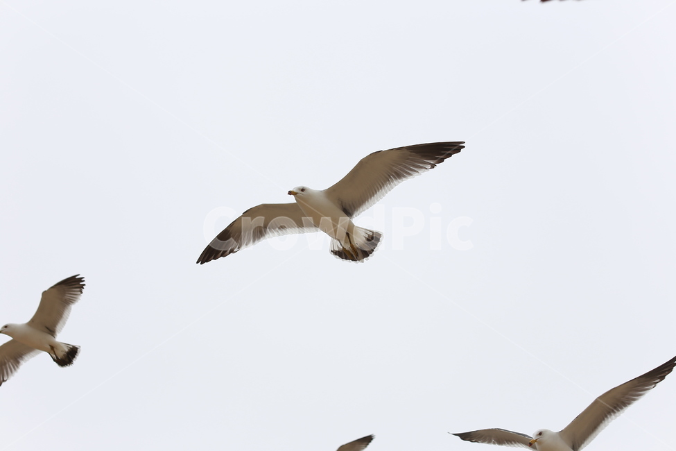 갈매기,동물,새,날개,비상,동물,animal,조류,새,birds