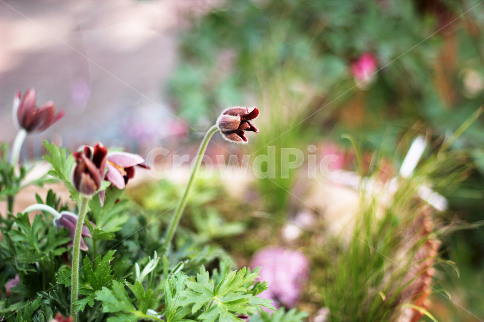 할미꽃,원예,꽃,꽃밭,보라색꽃,식물,flower,colorsense,plants,색상,색채,색깔,색감,이쁜꽃,자연,nature,화분,빛,식물,자연,plants,nature,꽃,flower