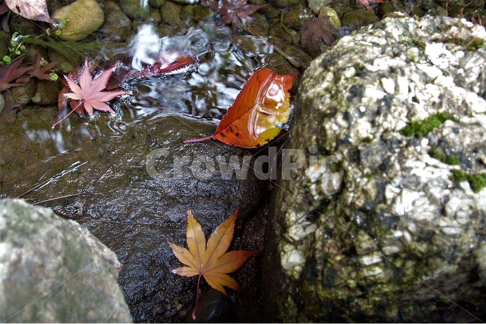 단풍,가을,물,반영,낙엽,자연,fallenleaves,autumn,water,reflection,fall,가을,계절,fall,autumn,season,leaf,잎,plant,식물,tree,나무