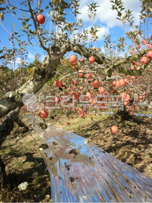 사과,사과나무,열매,과일나무,과수원,하늘,나무,apple,appletree,plant,fruit,과일,food,음식,문경,문경사과,식물
