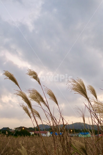 가을,갈대,자연,식물,계절,억세풀,가을풍경,풍경,가을,계절,fall,autumn,season,자연,풍경,nature,landscape,grass,잔디,plant