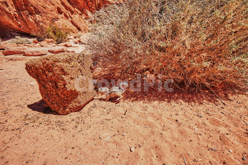 불의계곡,valleyoffire,건조한,dry,다람쥐,동물,animal,포유류,mammal