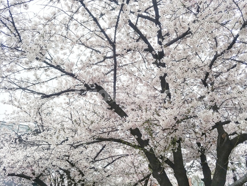 plant,식물,blossom,꽃,flower,벚꽃