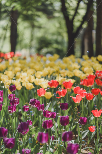 자연,꽃,tulip,튤립,튤립꽃,식물,자연,plants,nature,꽃,flower