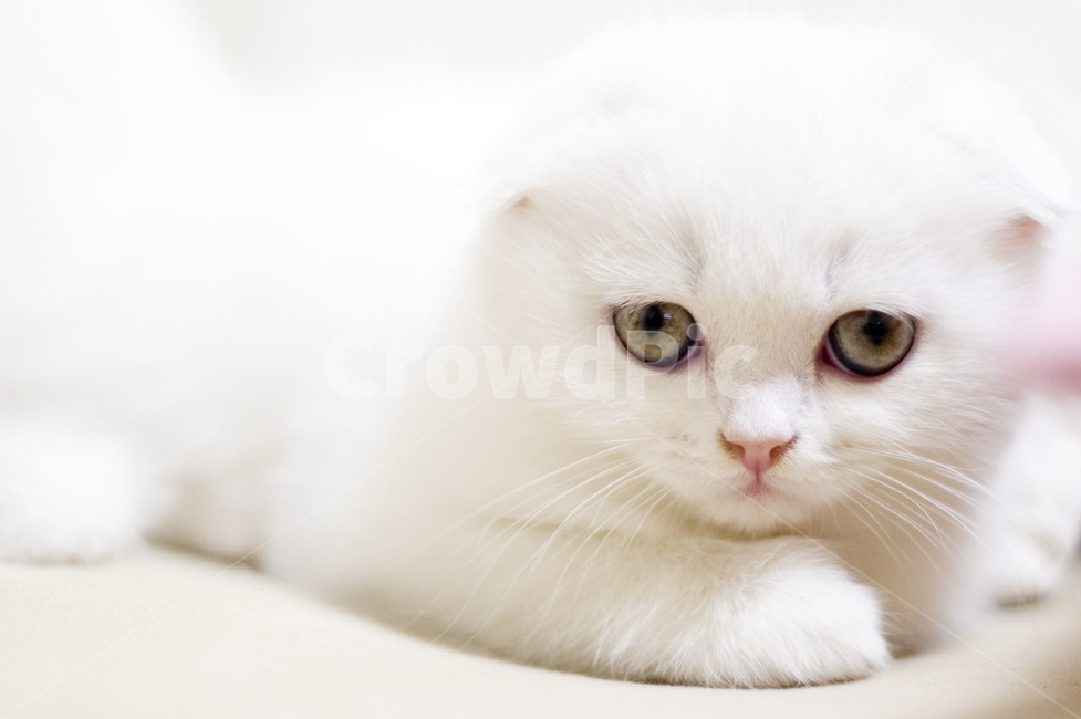 고양이,스코티쉬폴드,흰색고양이,하얀고양이,아기고양이,고양이눈,회색고양이눈,동물,animal,포유류,mammal,고양이,cat,kitten,kitty
