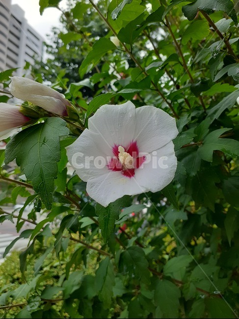 무궁화,무궁화꽃,무궁화나무,무궁화주공아파트,나무