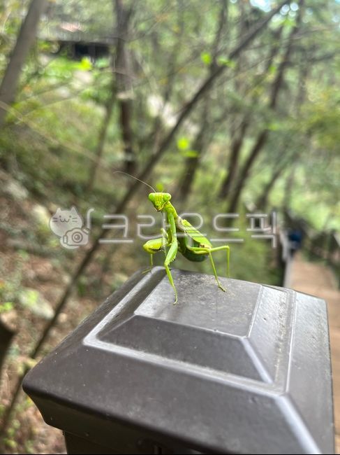 사마귀,cricketinsect,insect,곤충,무척추동물