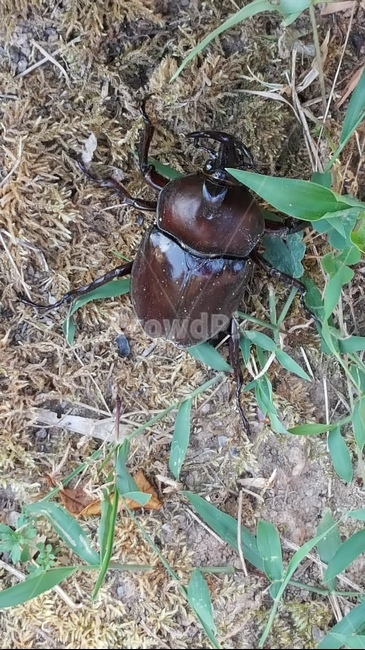 자연,곤충,벌레,힘,밤색,동물,animal,곤충,벌레,insect,bug