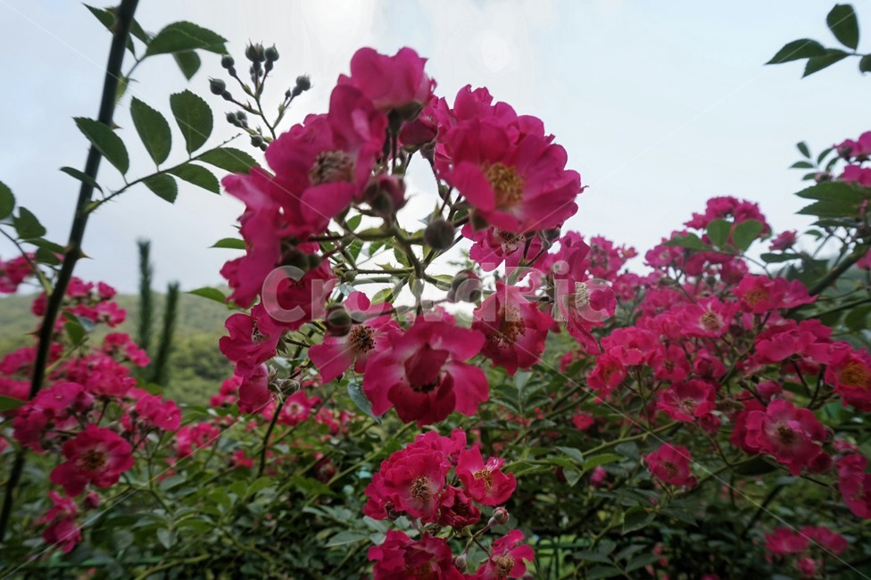 plant,식물,blossom,꽃,geranium,제라늄
