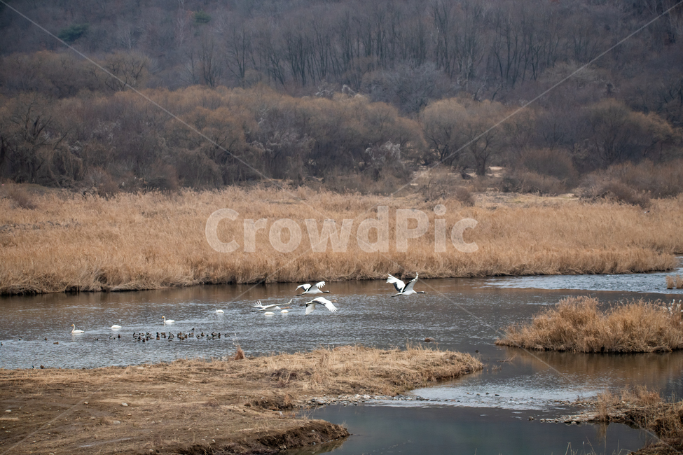 학,두루미,단정학,두루미가족,철원,동물,animal,조류,새,birds