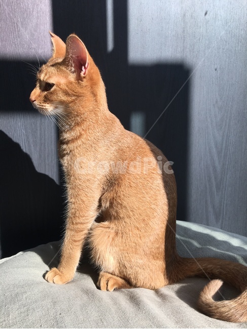 고양이,냥이,꾹꾹이,졸귀탱,고냥이,동물,animal,포유류,mammal,고양이,cat,kitten,kitty