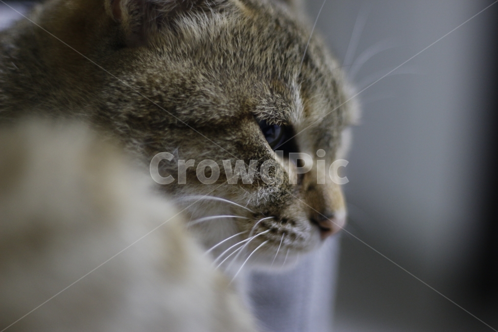 고양이,동물,길고양이,애완동물,반려묘,캣맘,캣대디,길냥이,아깽이,반려동물,cat,kitten,동물,animal,포유류,mammal,고양이,cat,kitten,kitty