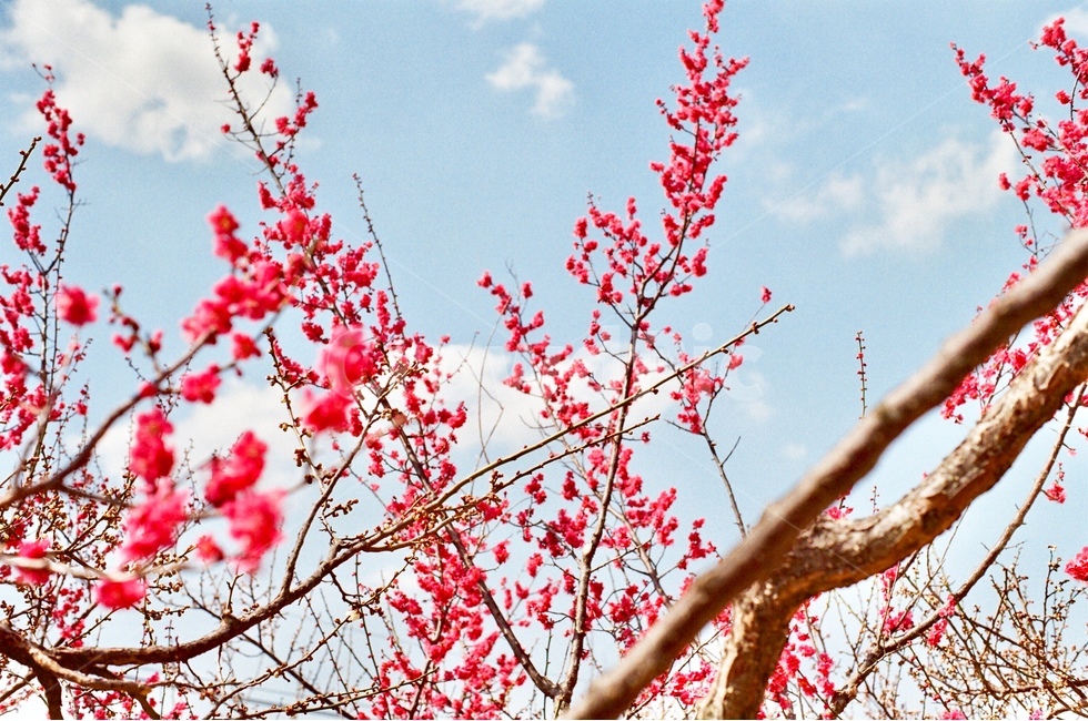 필름사진,홍매화,매화꽃,매화,flower,filmphotography,flowers,봄,계절,spring,season,식물,자연,plants,nature,꽃,flower,감성,sensible,feeling,색깔,색상,색채,색감,color sense,color sensitivity,feeling of color,plant,blossom