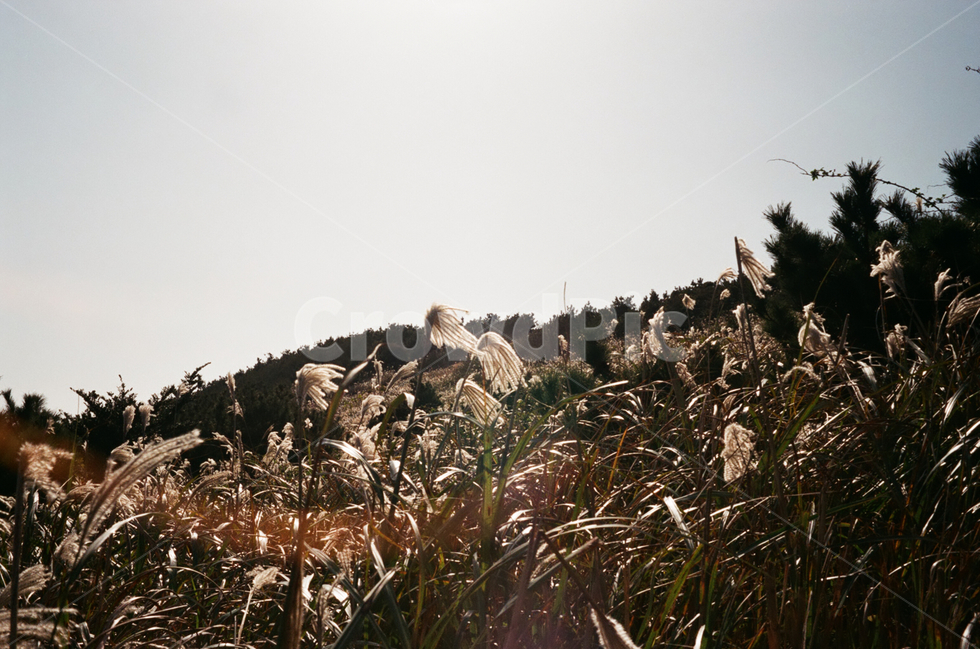 제주도,우도,풍경,갈대,필름사진,필름,자연,풍경,nature,landscape