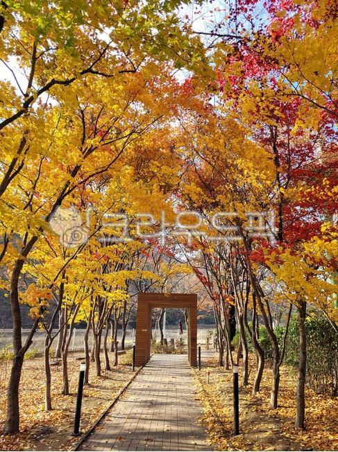 가을, 낙엽, 풍경, 단풍, 거리, 사진,이미지,일러스트,캘리그라피 - 아이넹넹작가