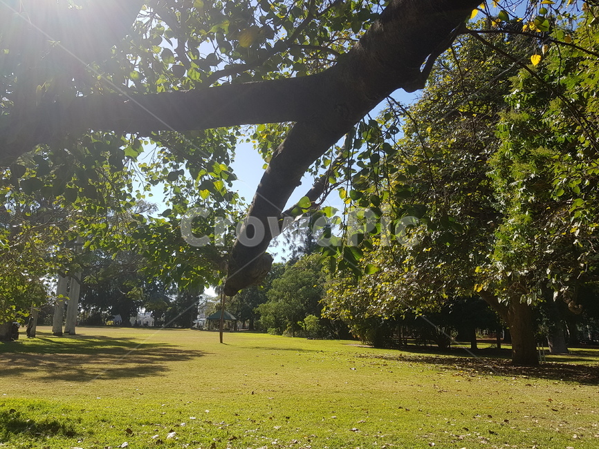 평화,평화로움,휴식,힐링,공원,나무,자연,풍경,nature,landscape,plant,식물,grass,잔디,tree,tree trunk,나무 줄기