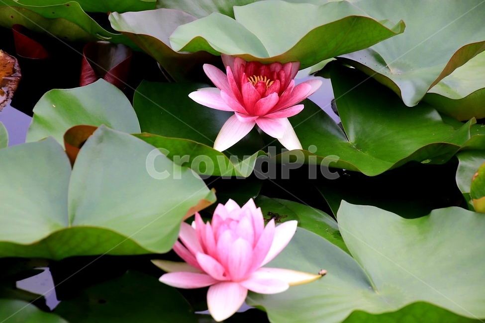 식물,꽃,여름,연꽃,수련,식물,자연,plants,nature,꽃,flower