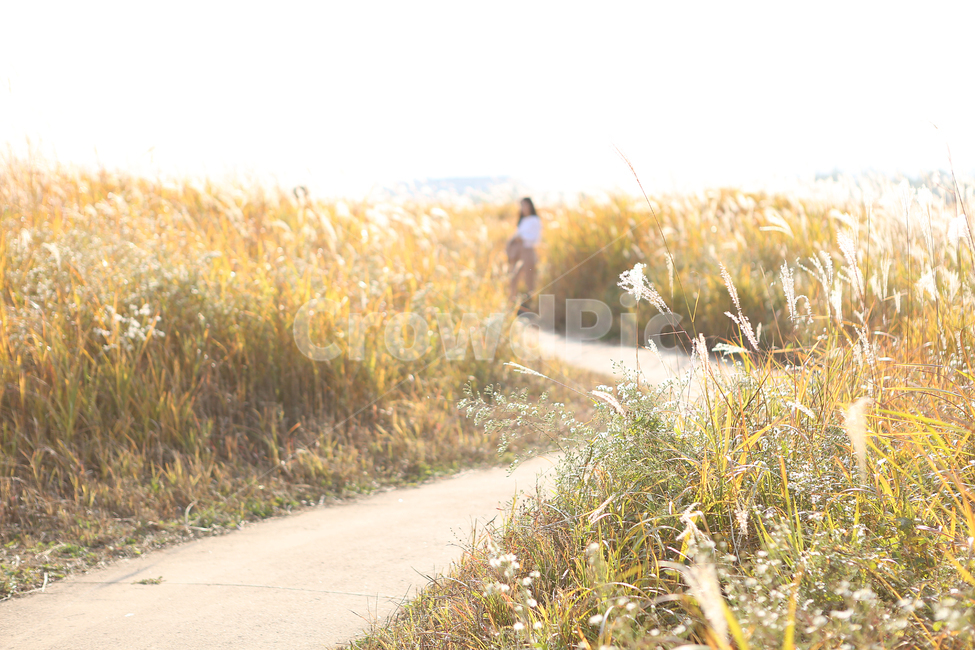 가을,억새,길,시흥갯골생태공원,fall,road,park,silvergrass,가을,계절,fall,autumn,season,자연,풍경,nature,landscape,사람,인물,인간,human,person,여성,여자,woman,female,lady