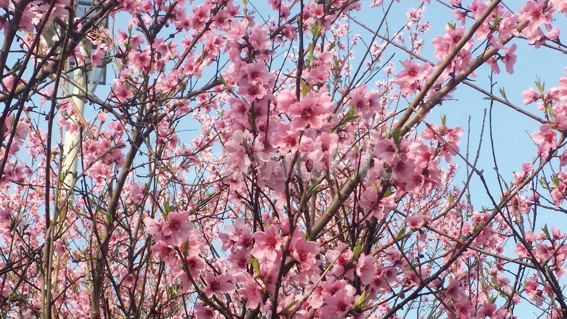 봄,cherryblossom,blossom,벚꽃,꽃,flower