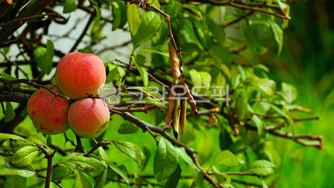 apple,appletree,fruit,mini apple,apple tree