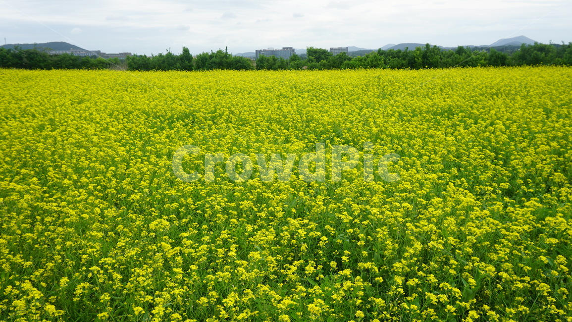 유채꽃,유채밭,제주유채꽃,노란꽃,봄,spring,rapeflower,flower