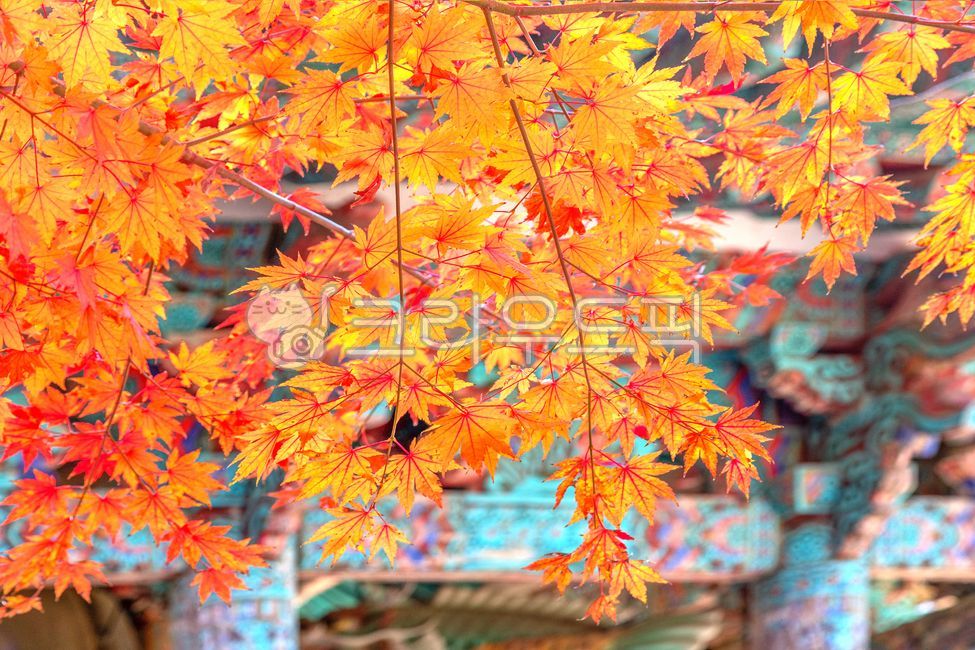 단풍,가을,아기단풍나무,아기단풍나무단풍,자연