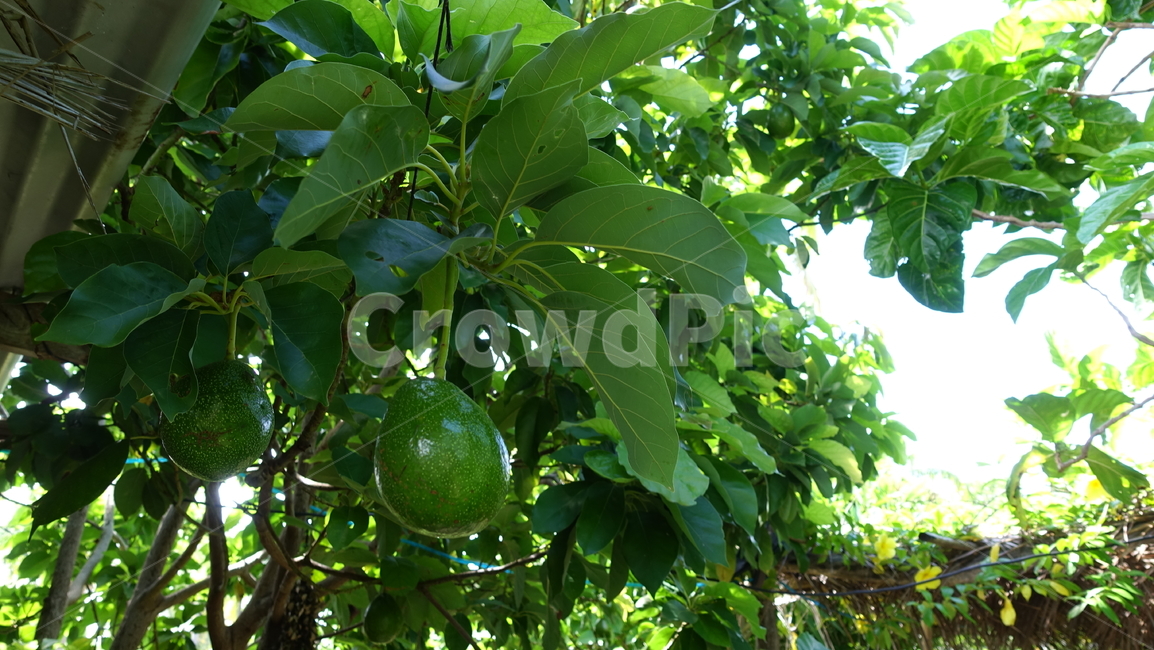 자연,nature,plant,나무,green,파파야,과일,fruit,summer,여름,휴가,vacation,휴양지,우베아,뉴칼레도니아