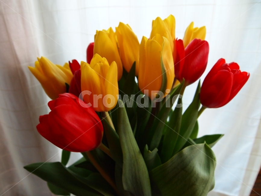 튤립,졸업,식물,꽃,노랑,빨강,식물,자연,plants,nature,꽃,flower
