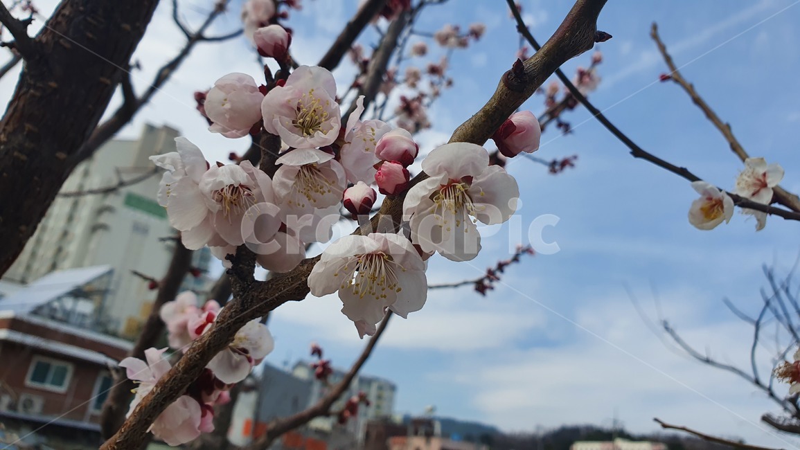 꽃,flower,식물,봄,벚꽃,blossom