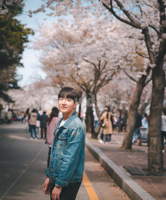 남자,인물,벚꽃,봄,man,봄,계절,spring,season,사람,인물,인간,human,person,남성,남자,man,male