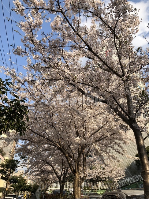 벚꽃,봄,벚꽃나무,벚꽃감성,꽃,식물