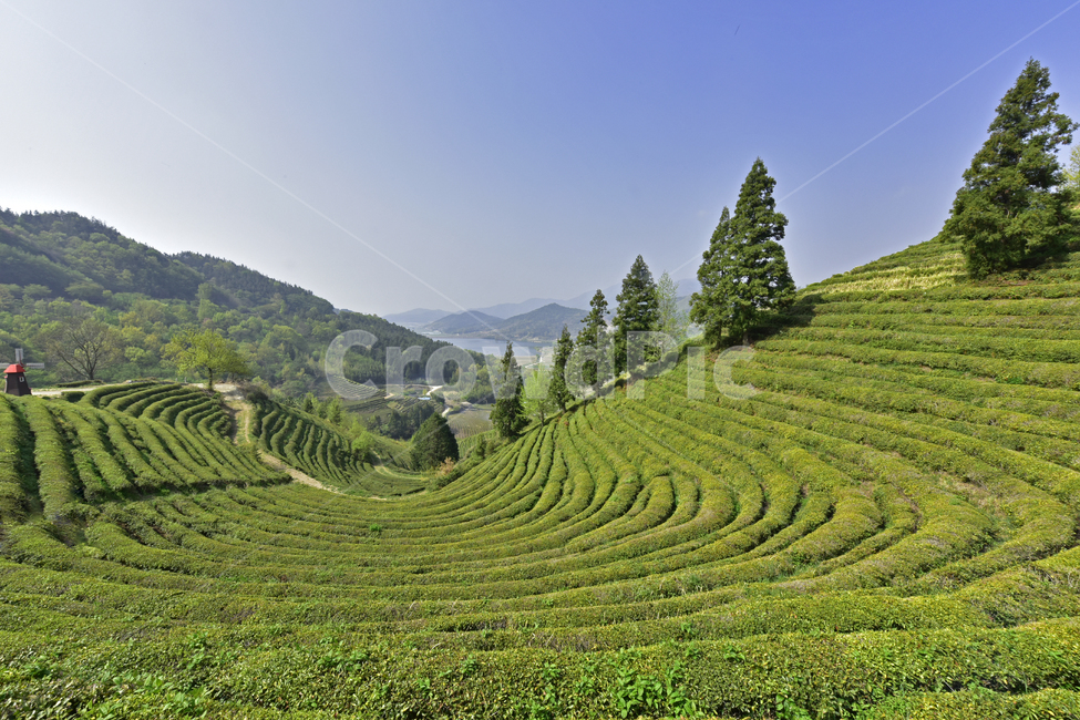 녹차,greentea,녹차밭,차밭,풍경,경치,녹색,국산차,평온,자연,풍경,nature,landscape,한국자연풍경,한국자연경관,korea nature landscape,outdoors,옥외,jar,항아리,vase,병 장식,pottery,도기류,field,들