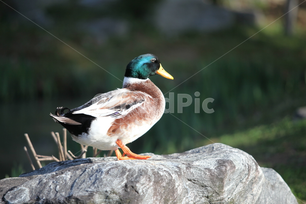 청둥오리,오리,조류,철새,새,동물,bird,duck