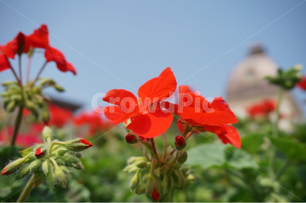 자연,꽃,flower,꽃잎,빨간꽃,제라늄,geranium,식물,자연,plants,nature,꽃,flower