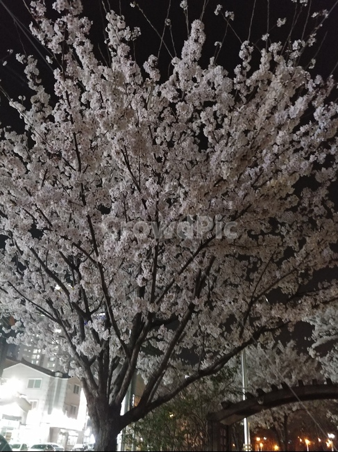 벚꽃,나무,식물,벗꽃,봄,정원,꽃