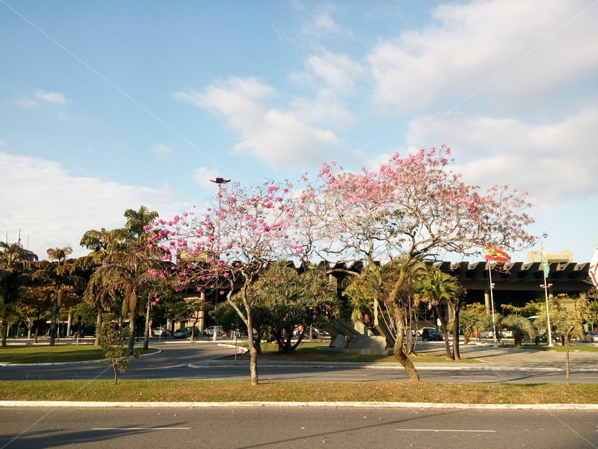 분위기,벛꽃,cherryblossoms,자연,감성,wallpaper,나무,도로,tree,구름,cloud