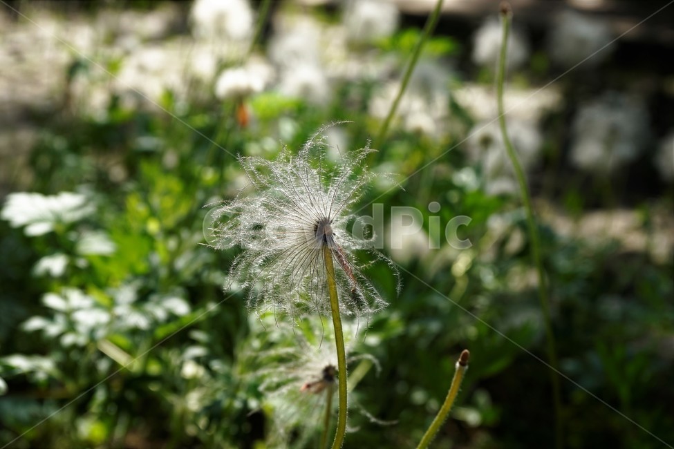 할미꽃,꽃,자연,식물,토종식물,봄,plant,암술,수술,Pulsatillakoreana,한국특산,백두옹,독초,강장제,화왕계,여러해살이풀,미나리아재비과,쌍떡잎식물,흰털,할머니머리카락,흰머리,노인,꼬부랑,한방약재,할머니