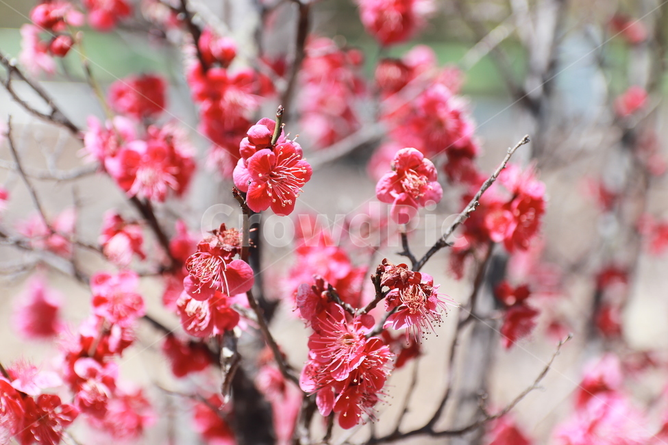 plant,식물,flower,꽃,blossom,매화,홍매화,봄,식물,자연,plants,nature,꽃,flower