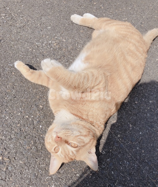 고양이,길고양이,개냥이,냥이,고냥이,동물,animal,포유류,mammal,고양이,cat,kitten,kitty