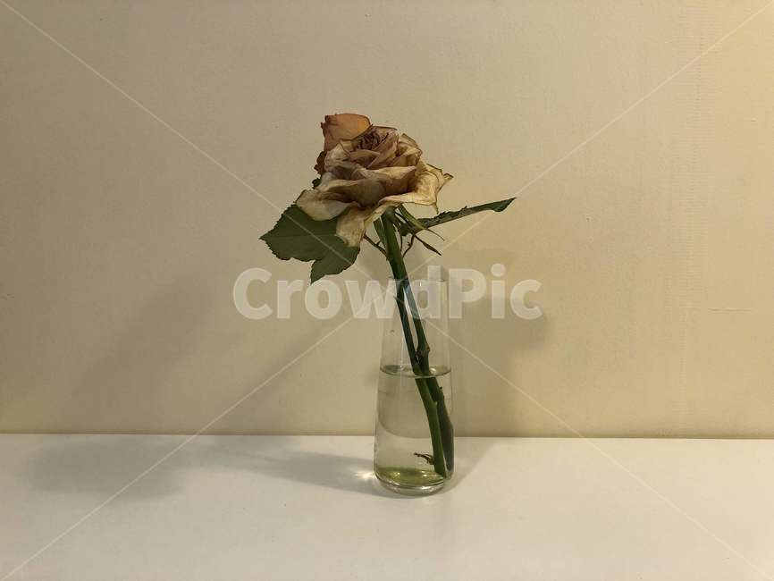 plant,식물,blossom,flower,꽃,장미,rose