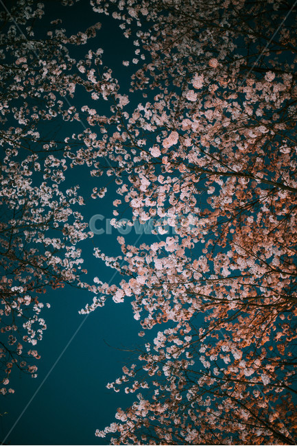 night view,sky,cherry tree,night cherry blossom,blossom,nature,ping,night,tree,spring flower,flower tree,feeling,trees,flower,spring,blue,plant,wood,cherry blossom,sensible