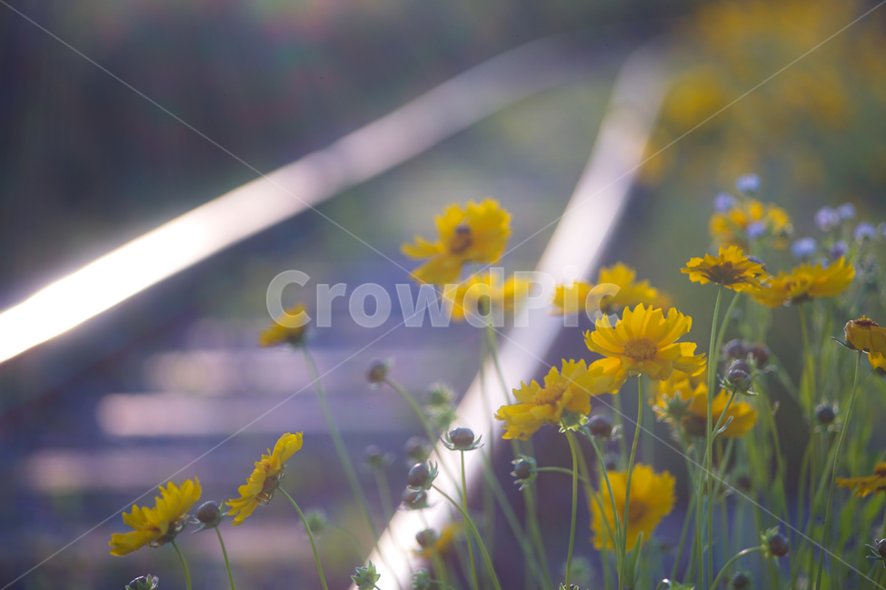 꽃,철길,야생화,저녁빛,레일,자연,들꽃,식물,자연,plants,nature,꽃,flower