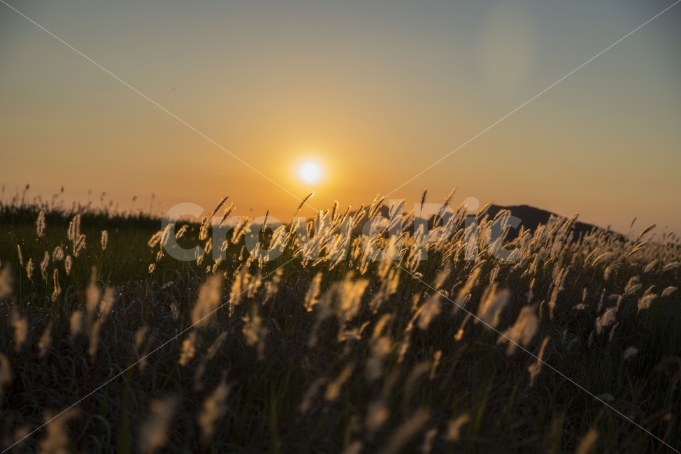 풍경,노을,저녁,수섬,출사,삘기꽃,백묘화,자연,풍경,nature,landscape,휴식,힐링,rest,relaxation,healing,감성,sensible,feeling,plant,식물