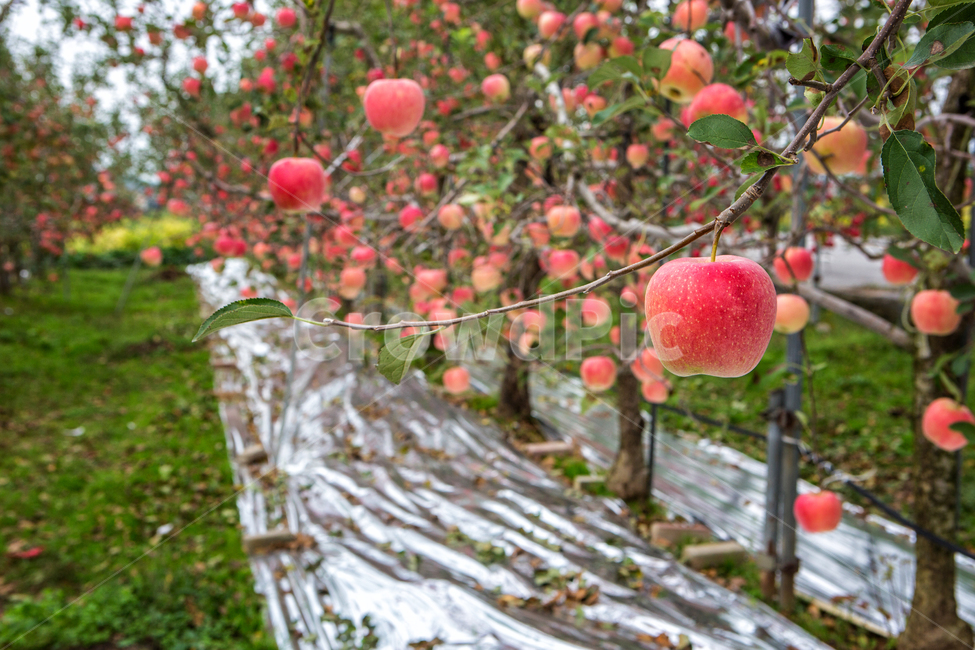 사과밭,사과,빨강,주렁주렁,가을,수확,과일,열매,fruit